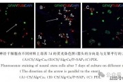 III 型胶原蛋白是调节关节软骨和半月板胶原纤维结构和生物力学的关键物质