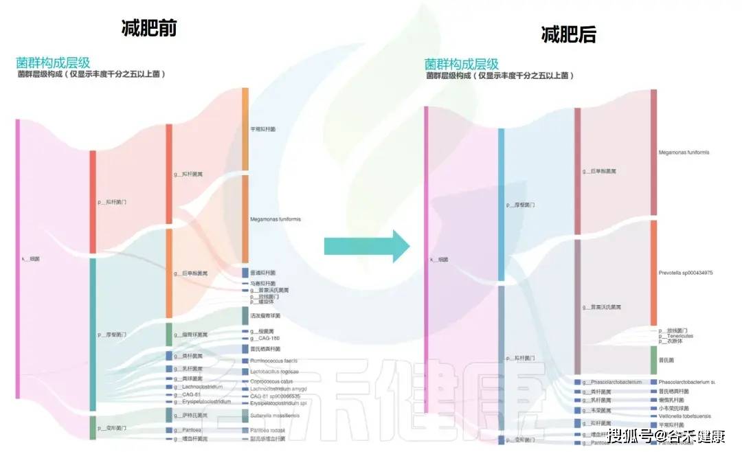 真实案例 | 重塑肠道生态，如何利用膳食纤维调理肠菌实现高效减肥