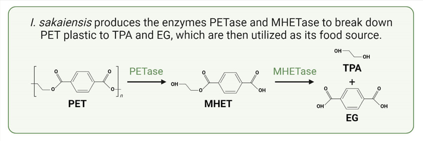 运鸿集团：环保创新先锋，领航生物全降解新纪元