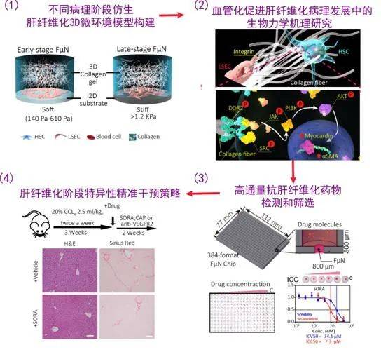 生物质甲壳素纳米纤维隔膜助力构筑无枝晶水系锌离子电池